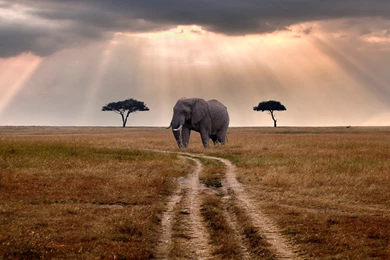 Nature road trees elephant wildlife hd wallpapers