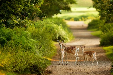 Wildlife Wallpapers HD