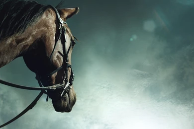 Cool Wildlife Wallpapers