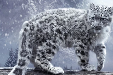 Wildlife Hd Wallpapers