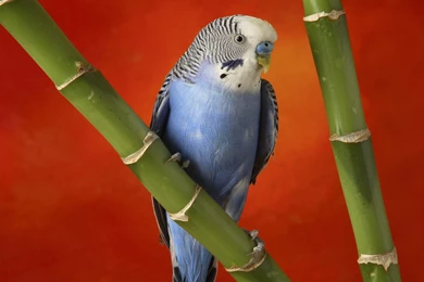 Parrot Tiger, Wildlife, Fun, 1920x1080 HD Wallpapers And FREE Stock ...