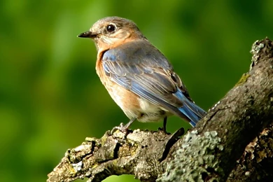 Fancy Birds   HD Wildlife Birds Photography 12   1366x768 ...