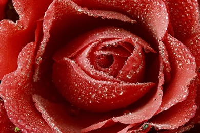 Desktop Wallpapers · Gallery · Miscellaneous · Rose   Flowers ...