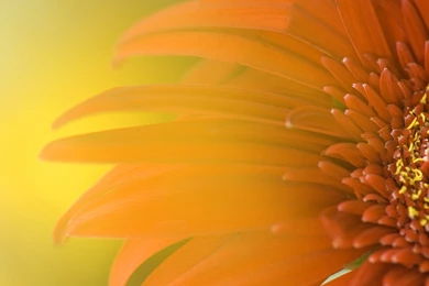 Windows 8 Flower Wallpapers   HD Wallpapers