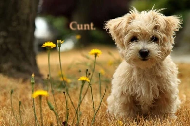 These 21 Disturbing Desktop Wallpapers Will NOT Brighten Your Day ...