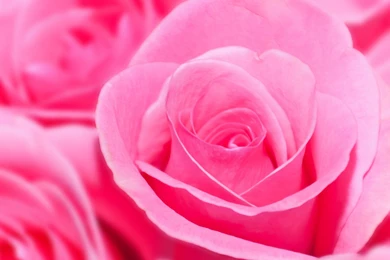 Pink Rose HD Wallpapers