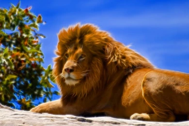 Wallpapers Lions African Lion 1024x768