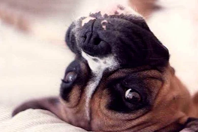 Wallpapers: Boxer Dog Wallpapers