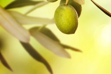 Olive Branch Nexus 6 Wallpapers, Nexus 6 Wallpapers And Backgrounds