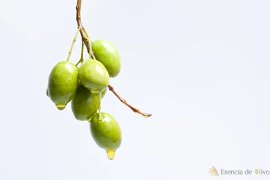 The Olive Essence