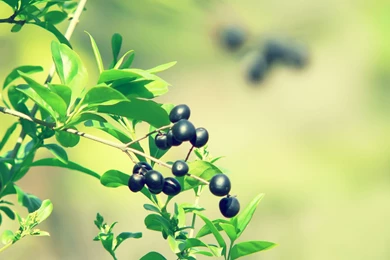 Olive Fruit Plant HD Wallpapers