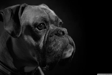 Boxer HD Desktop Wallpapers : Widescreen : High Definition : Dual ...