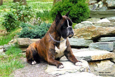 Boxer Wallpaper Images