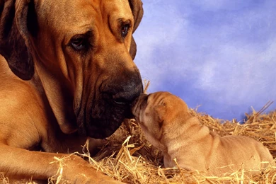 HD Sad Boxer Wallpapers   New Post Has Been Published On Windows ...