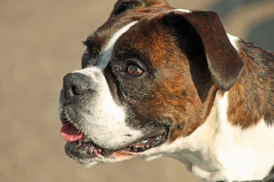 Desktop Boxer Puppies Pics Photos Wallpapers