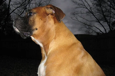 Cute Boxer   Boxers Wallpapers (13814906)   Fanpop