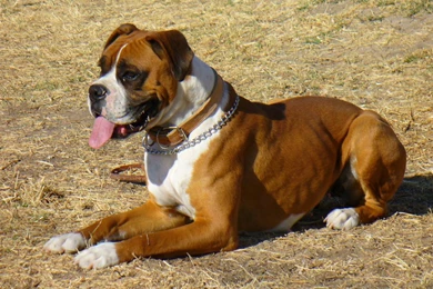 Dog, Boxer, Puppy, New, Desktop, Wide, Wallpaper, In, Hd, Free ...