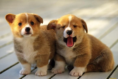 Cute Dog Wallpapers
