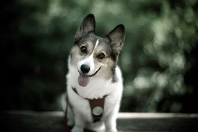 Cute Funny Dog And Cat Wallpapers