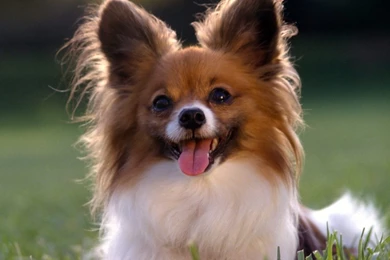 New: Images For Dog / Wallpapers / Cute / Funny / Beautiful Puppies