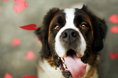 Cute Dog Dog Wallpapers 1. Cute Wallpapers Of Dogs. 1440x900px ...