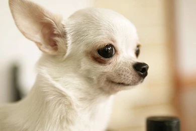 Small Dog Wallpapers   HD Wallpaper Backgrounds Of Your Choice