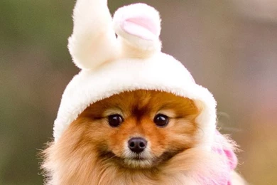 Cute Dog Wallpapers For iPhone