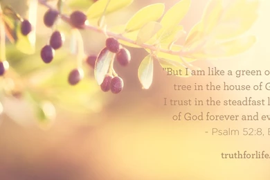 Weekly Wallpaper: Like A Green Olive Tree