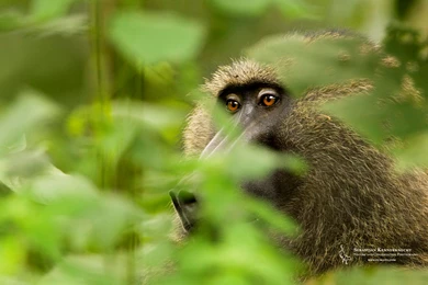 Free Nature Wallpapers For Download – Olive Baboon