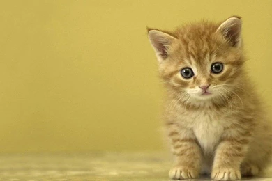 Cute Kitten Wallpapers 1080p Free Desktop Backgrounds And Wallpapers