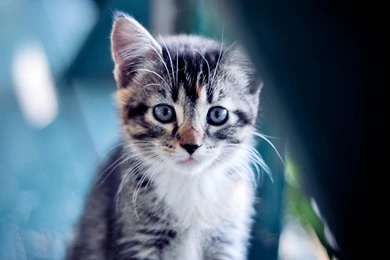 Cute Kitten Wallpapers Wallpaperzco. Cute Kittens Backgrounds ...