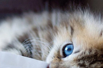 Cute Kittens iPhone 6 Wallpapers