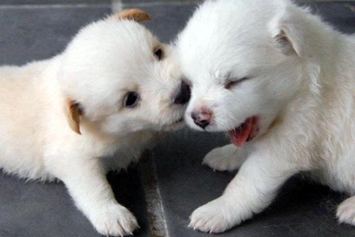 WALLPAPER ON THE NET: Very Sweet Puppies Wallpapers, Pictures ...