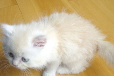 Sweet Kitten   LilyZ Wallpapers (13851173)   Fanpop