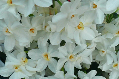 MLeWallpapers.com   Paperwhite Narcissus