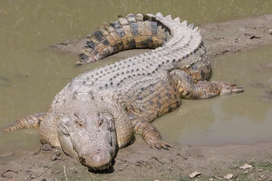 Crocodile Hd Wallpapers Amazing Desktop Backgrounds Widescreen ...