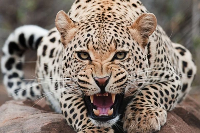 Desktop Big Pics Of Cats Wallpapers