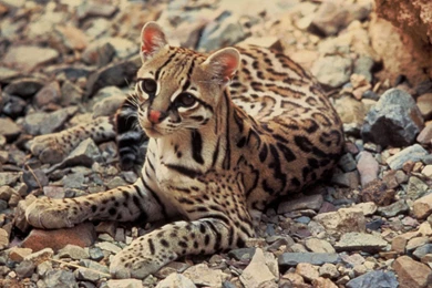 Ocelot Kitten In The Wild   Wallpaper.