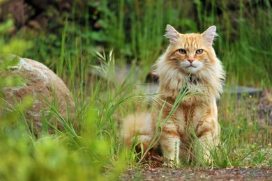 Wild Cat Waiting