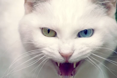 Wild White Cat Wallpapers