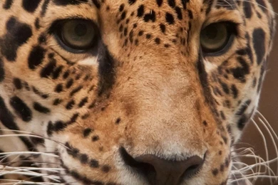 Download Wallpapers 1080x1920 Jaguar, Wild Cat, Predator Sony ...