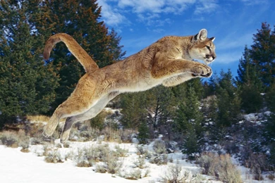 Wild Cat Hunting Wallpapers