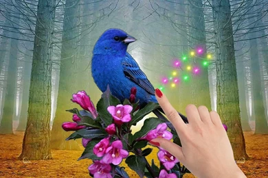 Moving Bird Live Wallpapers   Android Apps And Tests   AndroidPIT