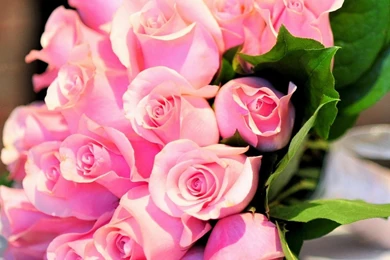 Download Wallpapers 2048x2048 Roses, Flowers, Pink, Flower ...