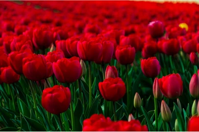 All New Flowers Wallpapers HD