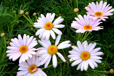 Jasmine Jasmine Flowers Wallpapers Desktop – Fine HD Wallpapaper RR