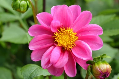 New Flower Wallpapers