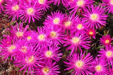 New Flower Wallpapers