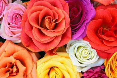 Beautiful Flowers Wallpapers for Desktop 2013 new Collection.jpg