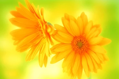 Beautiful Flower Wallpapers Free Download